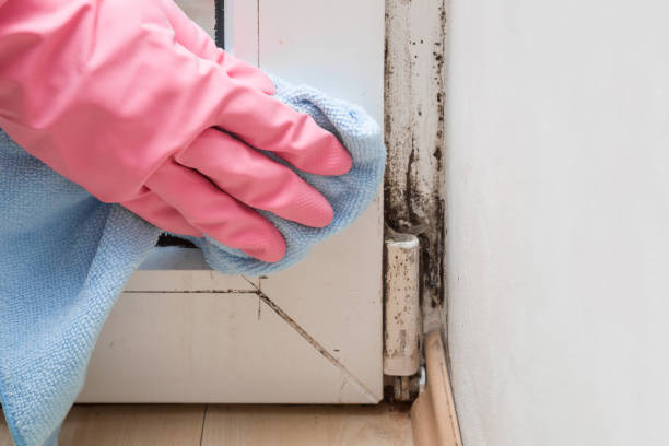 Professional Mold Inspection, Removal & Remediation in Mulberry, FL